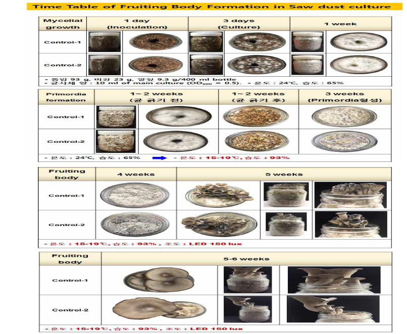 Time table of fruiting body formation in saw dust culture