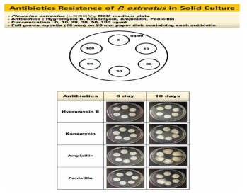 Antibiotics resistence of Pleurotus ostreatus in solid culture