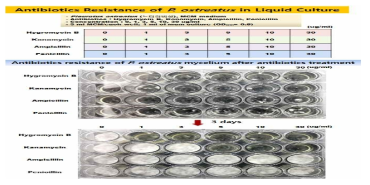 Antibiotics resistence of Pleurotus ostreatus in liquid culture