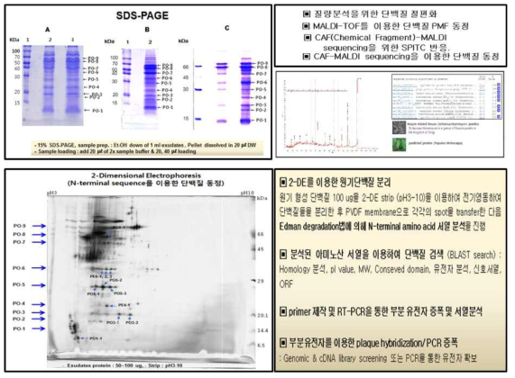 SDS-PAGE and 2-D analysis of primodium exudates