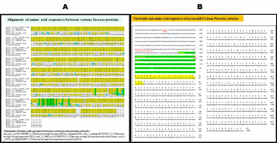 Alignment of amino acid sequences between various laccase proteins (A) and Nucleotide & amino acid sequences of Laccase gene from P. ostreatus (B)