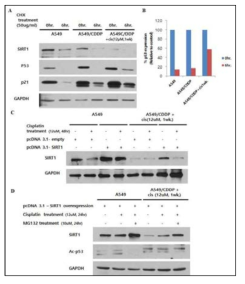 Cisplatin-treated cisplatin-resistant NSCLC cells induced p53 stability and inhibited p53 ubiquitination and SIRT1 expression