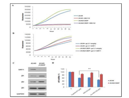 Cisplatin regulates SIRT1 degradation via proteasomal activity in cisplatin-resistant NSCLC cells