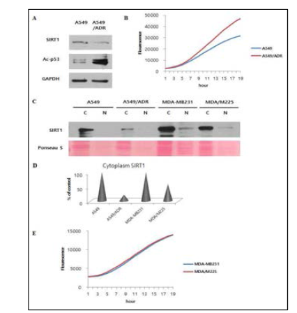 Adriamycin regulates SIRT1 proteasome activity and other factors in adriamycin-resistant A549 cells