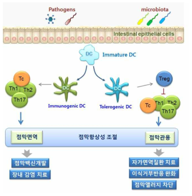 점막면역체계에서 수지상세포의 위상