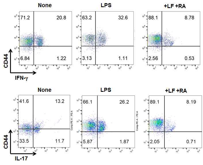 LF와 RA에 의해 유도된 수지상세포의 Th1, Th17로의 분화억제 효과