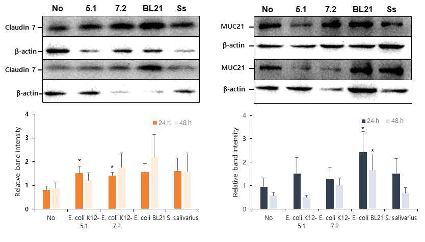 구강상피세포에서 구강 세균에 의한 Claudin7, Muc21 발현 조절. 아래 그래프는 6회 반복 실험 결과에서 밴드 강도를 정량하였음