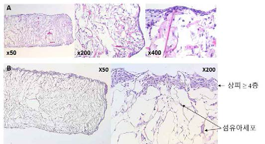 구강상피세포주 (HOK-16B)와 치은섬유모세포주(GFB-16)를 이용한 3차원 구강점막조직 배양