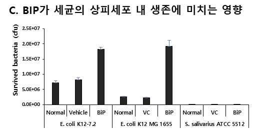 철 이온 chelator BIP가 세균의 상피세포 내 생존에 미치는 영향