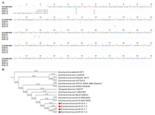 구강편평태선 병소조직에서 분리한 Escherichia coli 균주 K12-5.1, K12-7.1, K12-7.2, K12-7.3