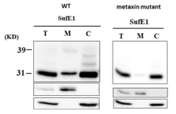 Metaxin knock-out mutant는 SufE1의 mitochondrial import에 defect를 보인다