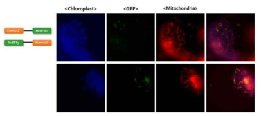 SufE1과 metaxin의 BiFC를 통한 in vivo interaction을 확인