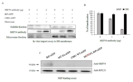 CBR1 is targeted to the ER via an SRP-independent pathway