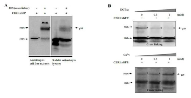 Identification of CBR1 binding proteins by cross-linking experiments