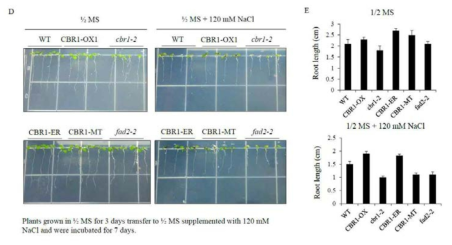 Overexpression of ER and MT-specific CBR1 displays different effect on plant growth