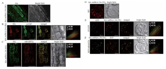 HA:AtPRA1.F4 localizes to the Golgi apparatus