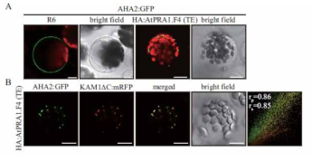 HA:AtPRA1.F4 overexpression inhibits trafficking of plasma membrane proteins at the Golgi apparatus