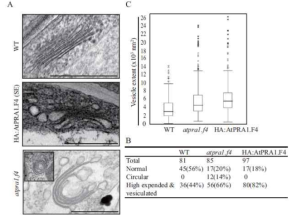 HA:AtPRA1.F4 OX and atpra1.f4 plants display highly altered Golgi apparatus