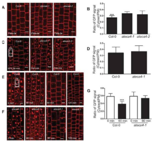 AtECA4 plays a crucial role in recycling of FM4-64 to the plasma membrane