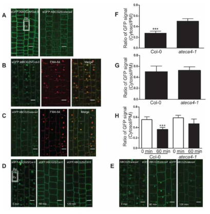 ateca4 mutant는 AtABCG25:GFP의 PM recycling에 defective 하면 endosomal localization을 증가 시킨다