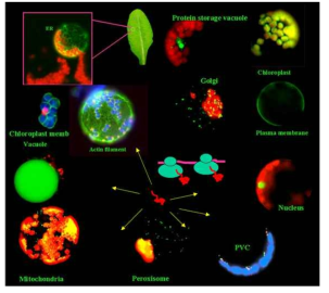 식물 세포의 다양한 소기관과 세포질에서의 단백질 생성 및 이동에 대한 schematic presentation