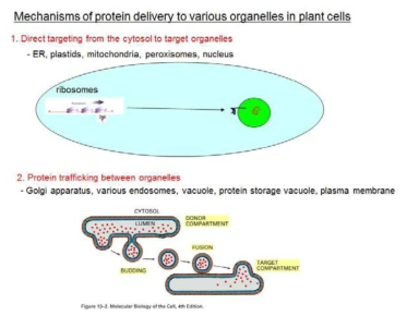 단백질 분배 시스템에 있어서의 두 개의 다른 mode에 따른 소기관 단백질 이동 기작