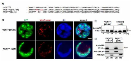 PS의 multiple arginine residue들이 mitochondrial specific motif로 작용한다