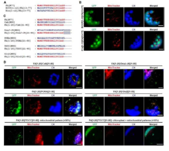 FA의 N-terminal 20 aa residue segment는 다양한 TP을 PS로 변환을 유도함