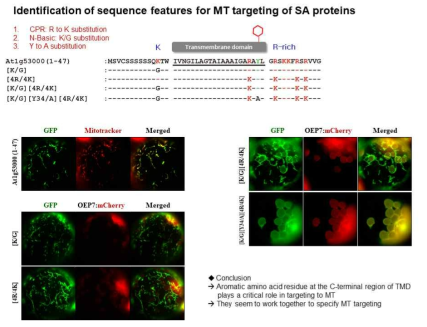 Mitochondrial targeting specificity를 결정하는 N-terminal basic residue, TMD, TMD의 aromatic residue, R-type CPR의 sequence motif들의 동정