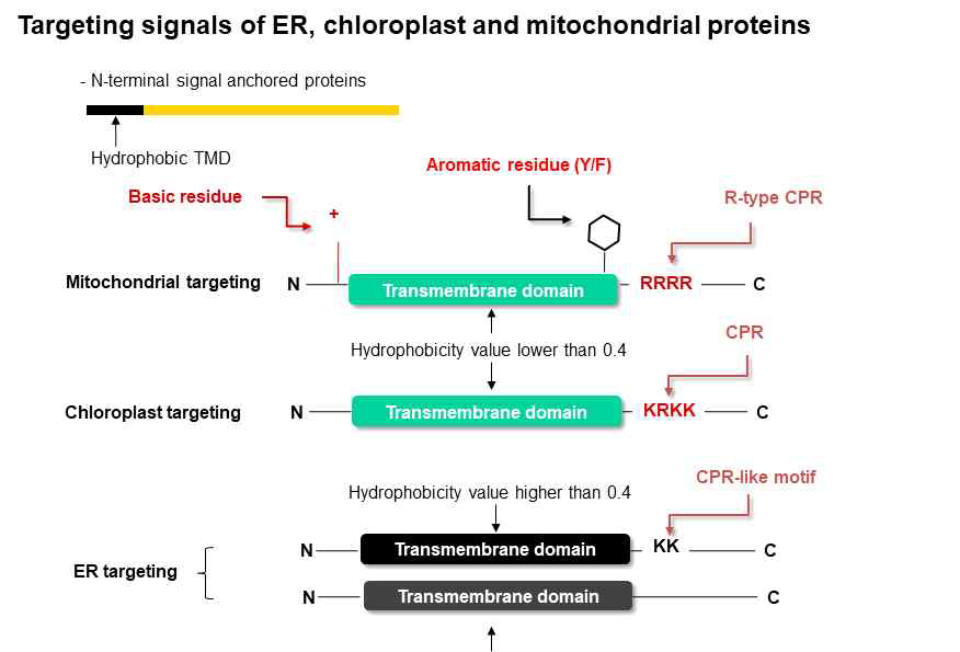 ER, 엽록체와 mitochondria N-terminal TMD protein의 targeting sequence motif의 관계