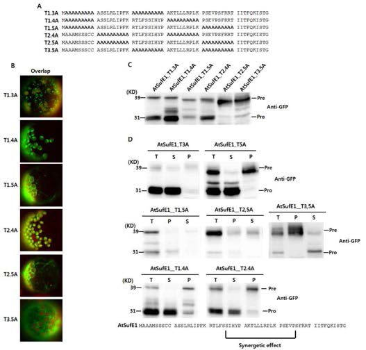 Effect of double alanine substitution mutants on hloroplast or mitochondrial targeting