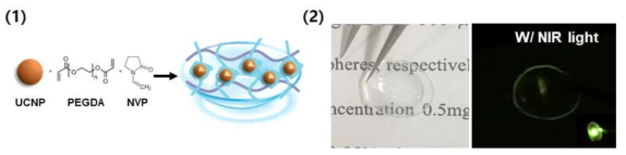 (1) 상향변환 나노입자/PEGDA 합성 과정. (2) 상향변환 나노입자가 함유된 콘택트렌즈에