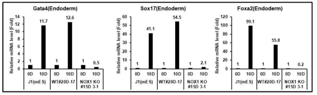 Nox1 KO MEF에서 유래된 endoderm 마커의 발현 분석