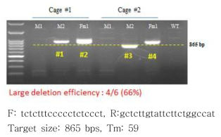 PCR genotyping for F9 knock out mouse with large deletion