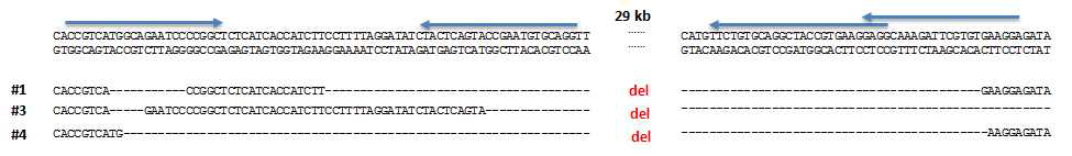 Sanger sequencing을 통한 F9 knockout mouse의 large deletion 검증