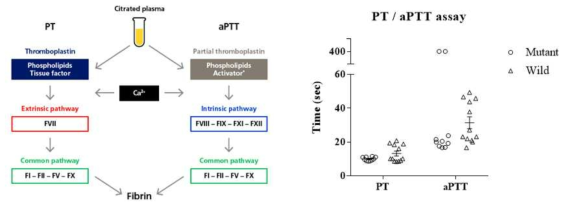 F9 knock out mouse에 대한 PT/aPTT 분석