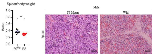 F9 knockout mouse의 Enlarged spleen 및 EMH 증상