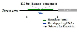 인간화 시퀀스를 가진 마우스를 생산하기 위한 sgRNA 및 ssODN 디자인