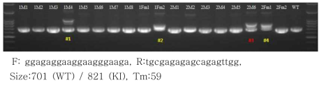 PCR genotyping을 통한 Apoc3 인간 시퀀스를 가진 마우스 검증