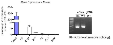 마우스에서 Apoc3 및 간유전질환 관련 유전자 발현양 검증