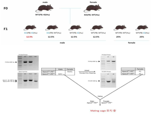 Apoc3 hseq KI-F9 KO dual mutant 마우스 확립
