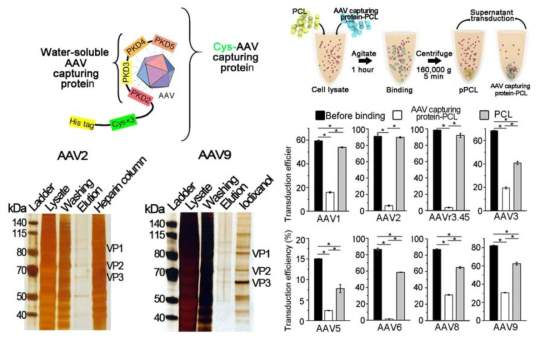 AAV 상호작용 단백질과 생체적합성 고분자 이용 AAV 분리/정제 시스템 개발