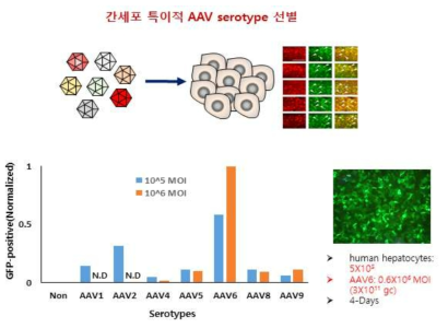 간세포 특이적인 AAV serotype 결정