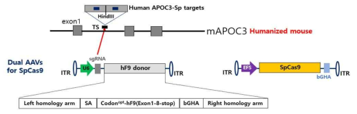 SpCas9을 이용한 APOC3 (APOC3-Sp)에 넉인을 하기 위한 dual AAV system 제작