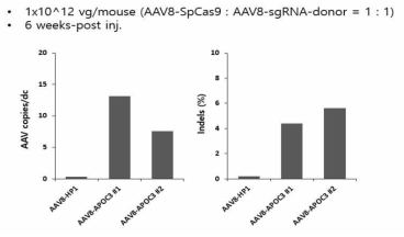 APOC3-Sp에 대한 in vivo delivery 결과
