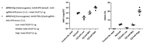 Dose별 AAV delivery test 및 in vivo editing 결과