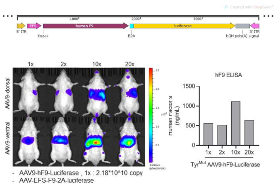 마우스에서의 AAV-hF9-Luciferase transduction 테스트