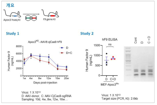 Liver Biofactory pilot test (APOC3 인간 시퀀스를 가진 마우스에 hF9 넉인) 개요