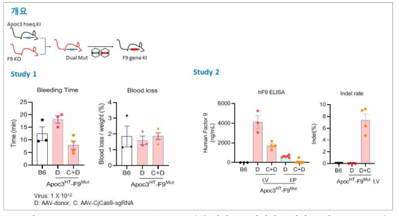 Liver Biofactory test (APOC3 인간 시퀀스를 가지며 동시에 F9이 knockout 된 마우스에 hF9 넉인 실험)