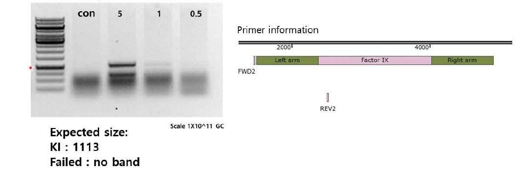 Factor 9 knockout iPSC 세포주에서 F9이 APOC3 부위에 넉인된 세포주 확보